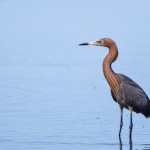 Rötelreiher (Egretta rufescens)