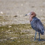 Rötelreiher (Egretta rufescens)