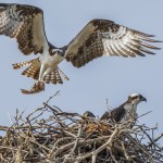 Fischadler (Pandion haliaetu)