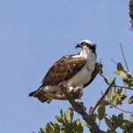 Fischadler (Pandion haliaetu)