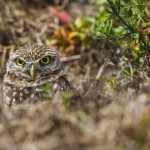 Kaninchenkauz (Athene cunicularia)