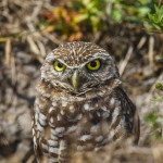 Kaninchenkauz (Athene cunicularia)