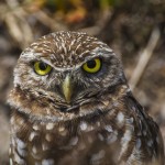 Kaninchenkauz (Athene cunicularia)