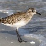 Kiebitzregenpfeifer (Pluvialis squatarola) Ruhekleid