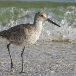 Schlammtreter (Tringa semipalmata)