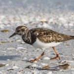 Steinwälzer (Arenaria interpres)