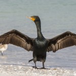 Ohrenscharbe (Phalacrocorax auritus)
