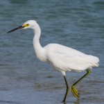 Schmuckreiher (Egretta thula)
