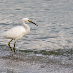Schmuckreiher (Egretta thula)