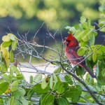 Rotkardinal (Cardinalis cardinalis)