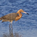 Rötelreiher (Egretta rufescens)