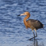 Rötelreiher (Egretta rufescens)