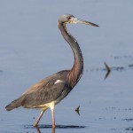 Dreifarbenreiher (Egretta tricolor)
