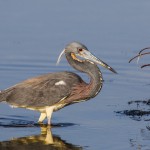 Dreifarbenreiher (Egretta tricolor)