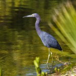 Blaureiher (Egretta caerulea)