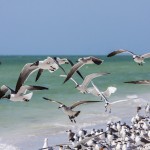 Aztekenmöwen (Leucophaeus atricilla) und Königsseeschwalben