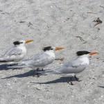 Königsseeschwalben (Thalasseus maximus)