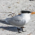 Königsseeschwalbe (Thalasseus maximus)