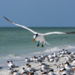 Königsseeschwalben (Thalasseus maximus)