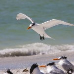 Königsseeschwalben (Thalasseus maximus)