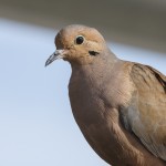 Carolinataube (Zenaida macroura)