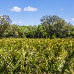 Hutchinson Island, Florida