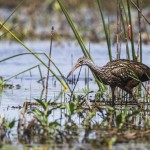 Rallenkranich (Aramus guarauna)