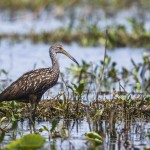 Rallenkranich (Aramus guarauna)