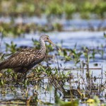 Rallenkranich (Aramus guarauna)