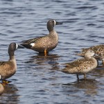 Blauflügelenten (Spatula discors)