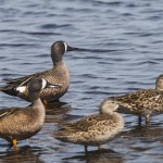 Blauflügelenten (Spatula discors)