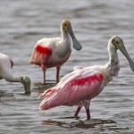 Rosa Löffler (Platalea ajaja)