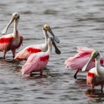 Rosa Löffler (Platalea ajaja)