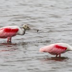 Rosa Löffler (Platalea ajaja)