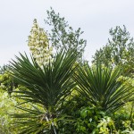Palmlilie (Yucca)