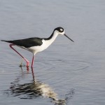 Schwarznacken-Stelzenläufer (Himantopus mexicanus)