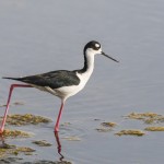 Schwarznacken-Stelzenläufer (Himantopus mexicanus)