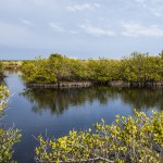 Merritt  Island National Wildlife Refuge, Florida
