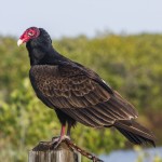 Truthahngeier (Cathartes aura)