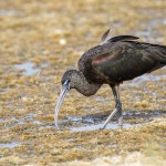 Brauner Sichler (Plegadis falcinellus)