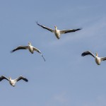 Nashornpelikane (Pelecanus erythrorhynchos)