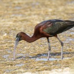 Brauner Sichler (Plegadis falcinellus)