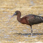Brauner Sichler (Plegadis falcinellus)
