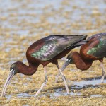 Brauner Sichler (Plegadis falcinellus)