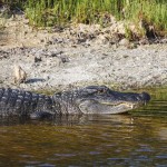Mississippi-Alligator (Alligator mississippiensis)