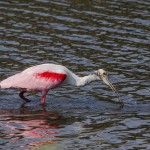 Rosa Löffler (Platalea ajaja)