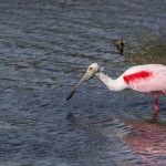 Rosa Löffler (Platalea ajaja)