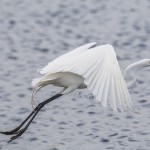 Silberreiher (Casmerodius albus)