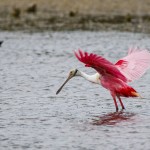 Rosa Löffler (Platalea ajaja)