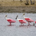 Rosa Löffler (Platalea ajaja)